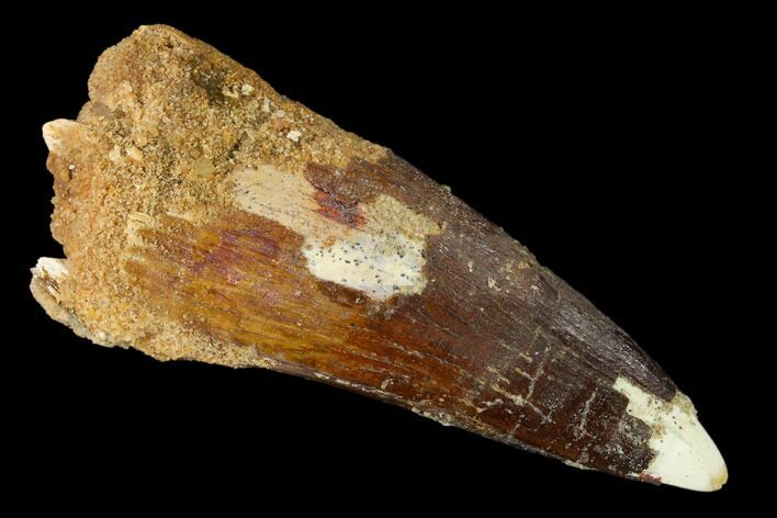 Spinosaurus Tooth - Real Dinosaur Tooth #159997